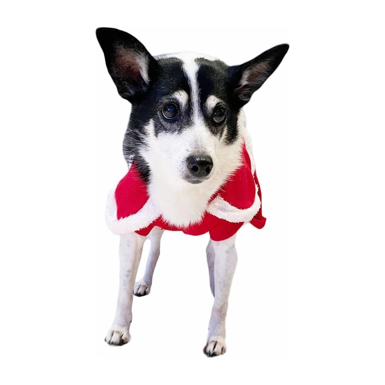 SMALL DOG BREED ONLY Cat Christmas Red White Santa Dog Winter Coat Outfit